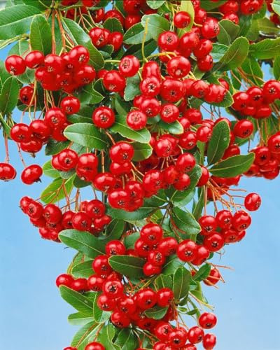 Pyracantha 'Red Column' 150-175 cm – Winterhart · Immergrün · Pflegeleicht – Feuerdorn – Heckenpflanze für Garten & Sichtschutz