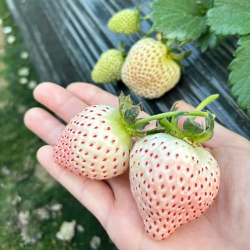 semillas de fresa, variedades antiguas interior para balcón resistentes en extremadamente, orgánicas 250pcs