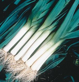 Leek Tadorna 20 Seeds