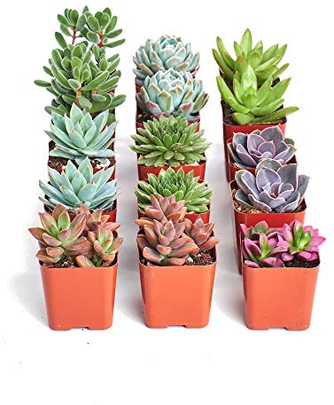 Pack de 15 Plantas Crasas Variadas Suculentas Decorativas 5cm Maceta