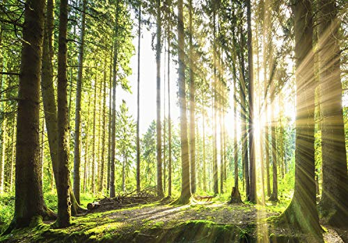 decomonkey Photo Wallpaper Forest 350 x 256 cm - Landscape Nature Trees Sun Wall Mural Home Decoration Non-Woven Murals Wall Art Modern Design Art Print Wood Bedroom Living Room Green Brown