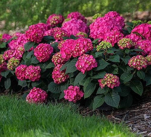 hydrangea bulb,Robuste,Fragili,Delicate, Serene, Eleganti, Sottili, bulbi di ortensie-1 bulbi