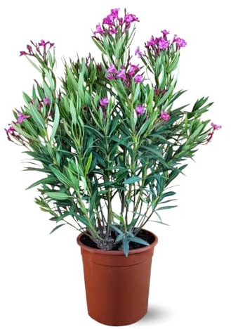 Attitude Jardin – Oleander Rosa – Nerium oleander – 110-120 cm – ⌀ 24 cm – Pflanze für den Außenbereich – rosa Blume