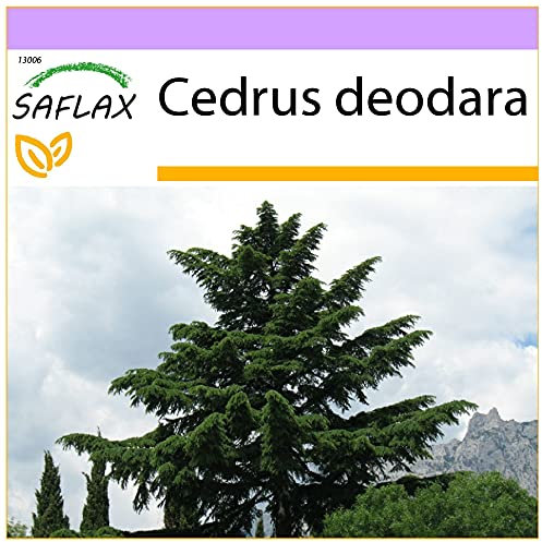 SAFLAX - Cedro dell Himalaya - 35 semi - Cedrus deodara