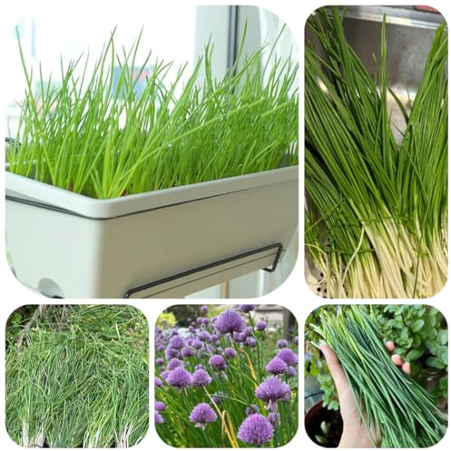 semi di cipollina biologici - giardino di sul balcone cipollina invernali, semi per aiuole 300pcs