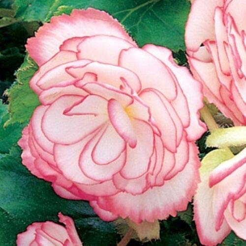 Buy4seeds 10 Seeds Flower Begonia Tuberous on top Pink Halo f1 Useful for Garden and Outdoor