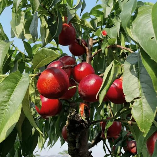 pfirsichbaum winterhart - samen obstbäume dekopflanzen balkonpflanzen säulenobstbäume winterharte kübelpflanzen pflanzen garten zwergobstbäume balkon hochbeet pfirsichbaum 22pcs