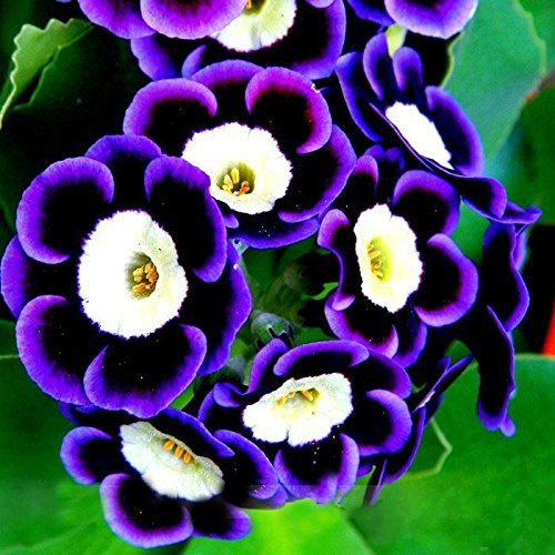 Nouvelle arrivée rare et rare paquet de graines de fleurs de pétunia fantôme jardin bonsaï pétunia Paquet de 100 graines