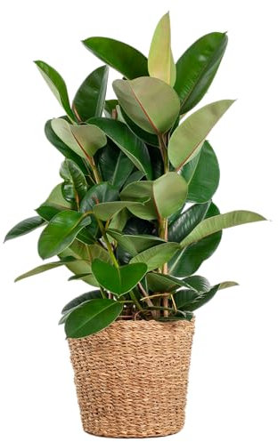 Ficus Elastica Robusta XL con cesto Torun - 80-90cm - Ø27cm - Pianta d'appartamento - Sempreverde