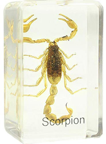 Omegon Dauerpräparat Skorpion