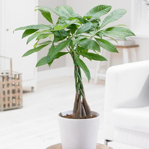 YouGarden Pachira Aquatica 'Money Tree', Established Plant in 12cm Pot, Ready to Plant, Evergreen Air Purifying Plants, Indoor Plants