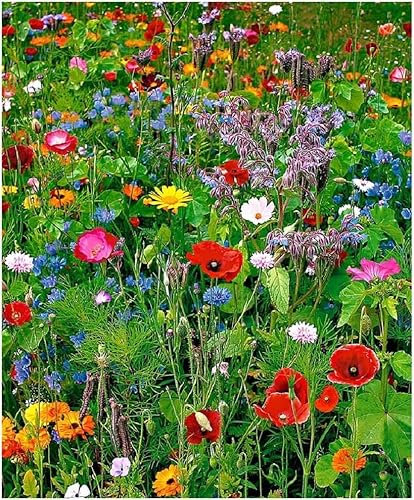 MAELSA® GRAINES EN SACHET POUR POTAGER ET JARDIN - FLEURS - SEMENCES DE FLEURS DIVERS VARIETES AU CHOIX (FLEURS ANNUELLE EN MELANGE)