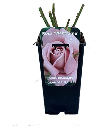 Rosier à grandes fleurs Rosa 'Waltz Time' violet - 3,5L Conteneur