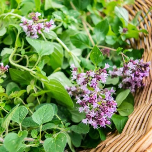 semillas de mejorana - de interior exóticas balcón invernadero orgánicas la jardín interior jardín rocas 100pcs