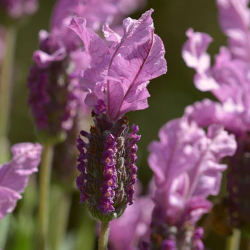 semi di lavanda, Giardino resistenti decorazioni raro esotiche 900pcs