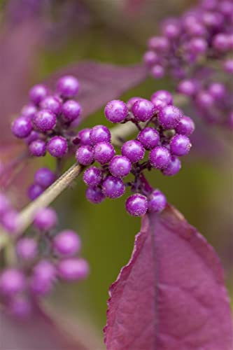 Callicarpa bodinieri 'Profusion' 40-60 cm - Schönfrucht, violette Beeren, Herbstfärbung, ideal für Rabatten, bienenfreundlich, pflegeleicht