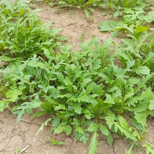 semillas de rúcula perenne resistente - jardín de rocas de interior, 300pcs