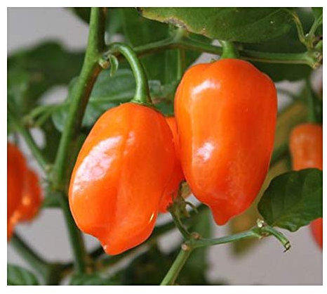 Chili Orange Habanero - Piment Orange Habanero - 30 graines
