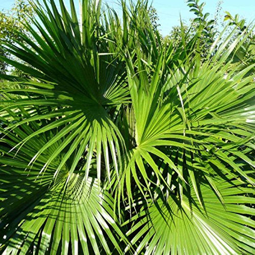 CINESE FAN PALM Lìvistonia Chinensis - 5+ SEMI