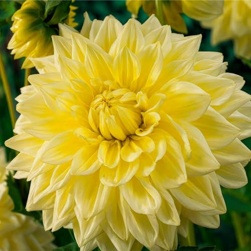 Dahlia Collection de tubercules Jaunes décoratifs, 5 variétés de bulbes de dahlia mélange de Hollande, vraies grandes plantes de dahlia pour le jardin et les pots (pas de graines, pas artificiel)