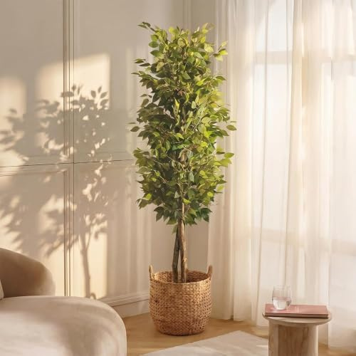 BLAINE Konstgjord växt med naturliga produkter, Tillverkad av Bästa Material, Perfekt för heminredning, Växt, Träd Konstgjord växt (100cm, Ficus)