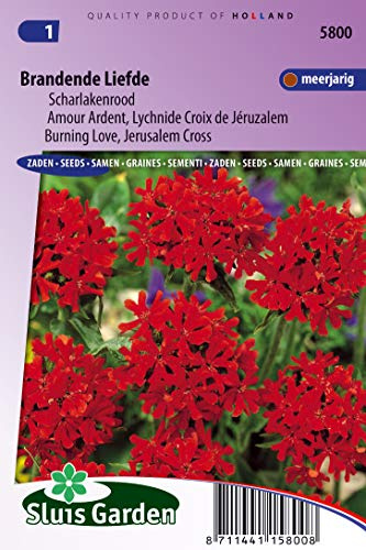 Burning Love, Jerusalem kors scharlakansröda blomfrön