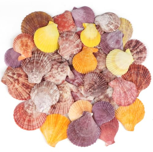 TaoQ C 30 PCS+ Scallop Shells Natural Seashell,1.5-2.5 Colorful Scallop Shells Small Seashells for Crafts Wedding Decor Beach Theme Party, Fish Tank and Vase Filler