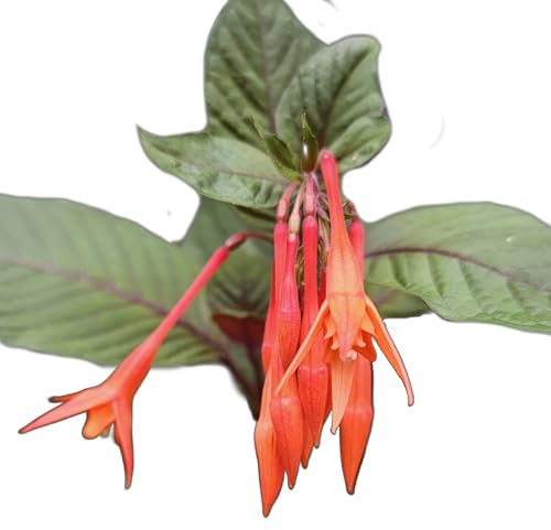 Fuchsia Plants, 'Thalia', 1 x Full Plant in 1 Litre Pot, Fuchsias, Garden Plants, Fuchsia, Garden Ready and Ready to Plant, Premium Quality Perennial