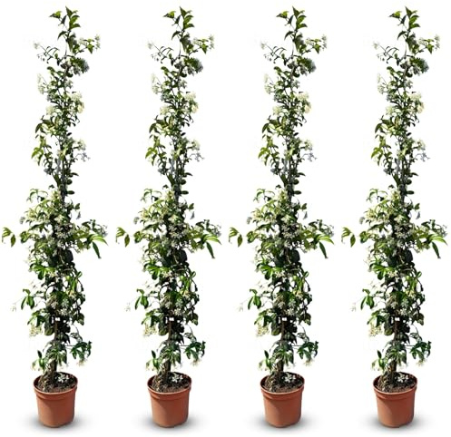Sunny Tree 4 pièces de jasmin, jasmin toscan, Trachelospermum Jasminoides, 120 cm, plante grimpante, résistante au froid, classe A +