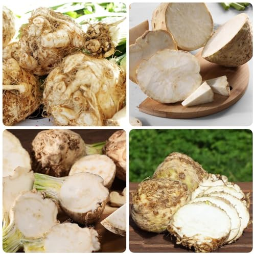 Semillas de apio nabo orgánicas, semillas de apio, variedades antiguas resistentes para el jardín plantando 500pcs