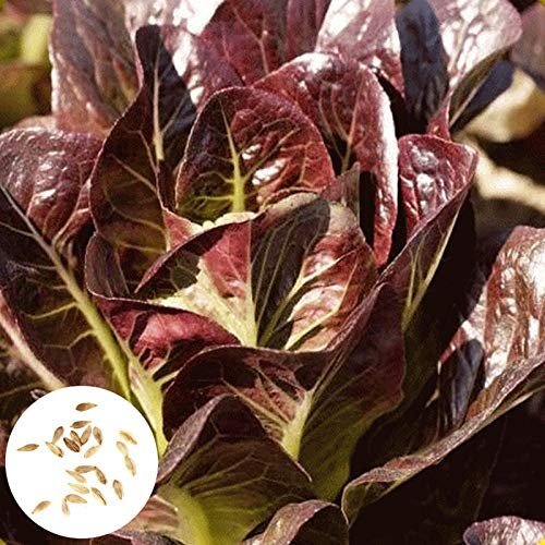 C-LARSS 500pcs / Sac Graines De Laitue Rouge, Plantes De Jardin Bricolage Graines De Laitue Romaine Rouge Pour L'extérieur Graines de laitue rouge