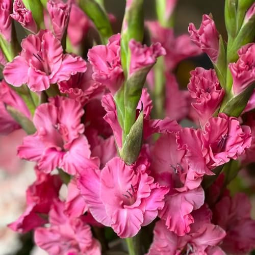 7 pcs gladiolen zwiebeln winterhart, Gladiolus, zwiebelblumen blumen deko gladiolen knollen blumenzwiebel nachhaltige geschenke blumenzwiebeln sommerblüher, garten blumen blumenstauden
