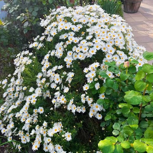 margeriten pflanzen - samen margeritensamen margeriten blumen - Seltene pflanzen serie - wildblumensamen mehrjährig winterhart wildblumen samen balkon pflanze balkonpflanzen winterhart 25pcs