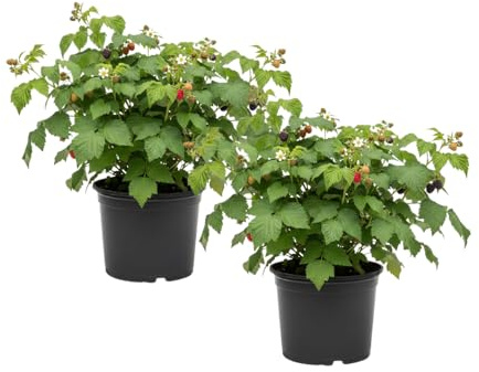 Set 2 Glencoe Raspberry Live Plant, Purple Raspberry Bushed Live, 4-6 Inches Tall, Edible Berries Plant for Outdoor, No Pot