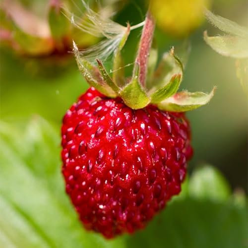 70 Graines de Fraise des Bois Rügen - Fragaria Vesca - Fraises rouges intensément parfumées et sucrées - Fruit Fleur Jardin - 329