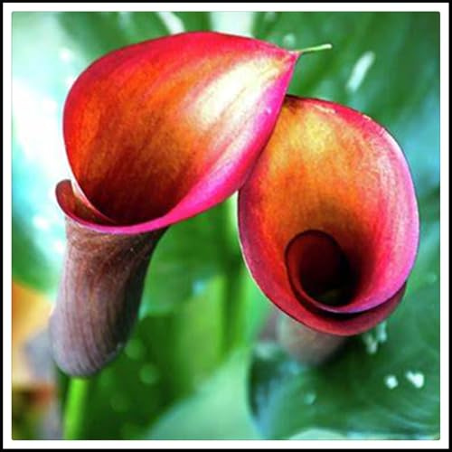 bulbi di Zantedeschia, Vivaci, Sereni,Eleganti, Delicati, Robusti, calla bulbi-8 bulbi