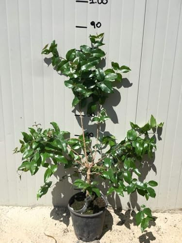 Pianta di Eugenia uniflora, Ciliegia di Cayenna, Pitanga, Ciliegia del Brasile, Fiori bianchi, Vitamina C, Polpa aromatica, Frutta, Pianta da frutto, Albero a cespuglio espanso, Pianta vera