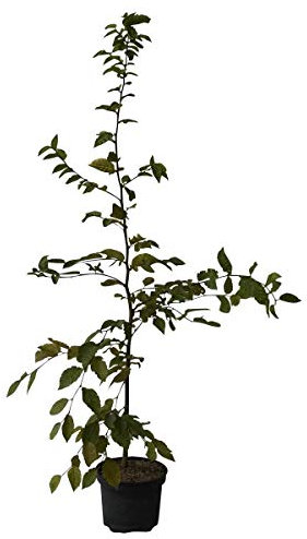 Hainbuche Carpinus betulus Hagebuche heimischer Laubbaum Heister mit 60-100 cm 3 Liter Topf