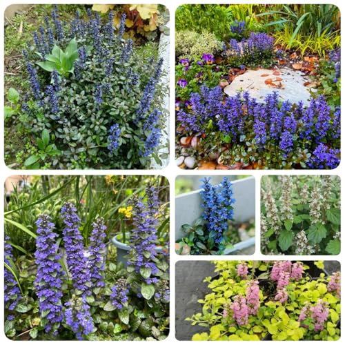 250 pcs Kriechender Günsel Pflanze Samen, bodendecker samen winterhart Ajuga Reptans - Kriechender Günsel pflanzensamen saatgut alte sorten kräuterlinge bienenweide saatgut bienenwiese