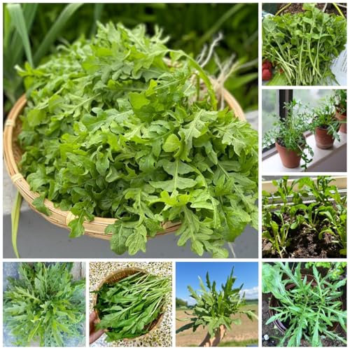 rucola samen winterhart - rucola pflanzen frisch samen, saatgut wintergemüse, pflanzen anzucht rucolasamen bio mehrjährig, gemüsepflanzen, hochbeet samen saatgut gemüse, seltene 400pcs