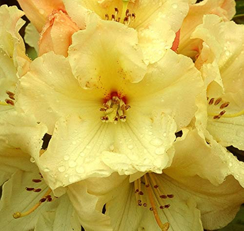 Rhododendron 'Horizon Monarch' 40-50 cm en conteneur