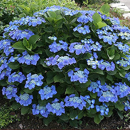 GardenersDream Hydrangea Teller Blue Plant - Deciduous Outdoor Plant - Outdoor Garden Ready Hardy Shrub with Beautiful Blue Summer Flowers - Shrub for Pots, Gardens and Borders (9cm Pot, 15-30cm)