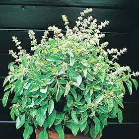 Basil Lime Ocimum basilicum citriodora 1,000 Seeds