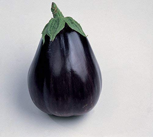 Seekay Aubergine 'Beauté Noire' 250 Graines'Oeuf Plante'