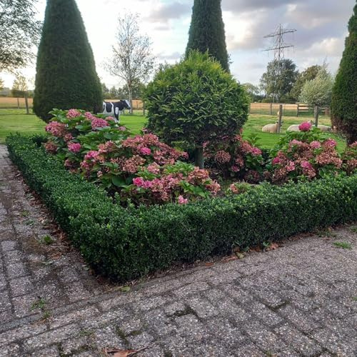 Euonymus japonicus 'Green Spire' – Immergrüner Heckenstrauch – 48 Pflanzen – 10–25cm – Ø9cm – Kompakter Buchsbaum-Ersatz – Pflegeleicht & schnittverträglich