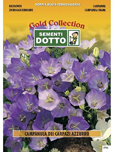 Sementi Dotto Semi di Campanula dei CARPAZI Azzurro - h cm 30