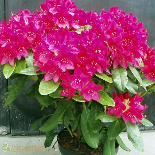 Rhododendron Roseum Elegans von Intragarten im Topf
