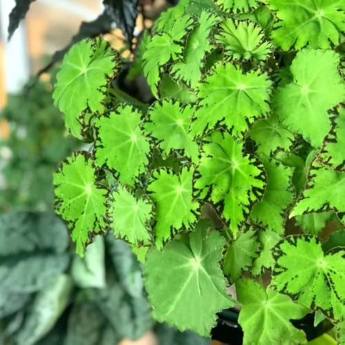 semillas de begonia Parterres elevados el jardín invernaderos de balcón Decoraciones jardín exteriores ornamentales con cortadas 35pcs