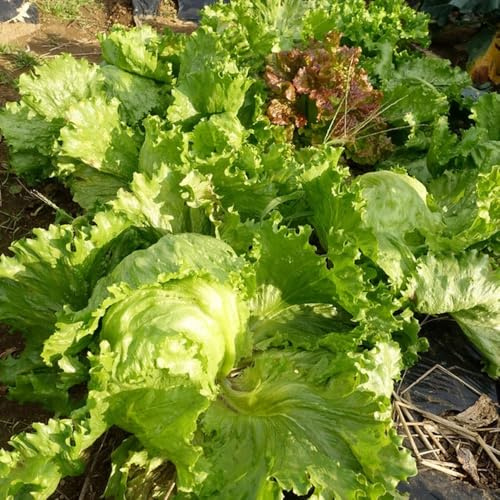 Semillas de lechuga iceberg, comprar de invierno de jardín de invierno 600pcs