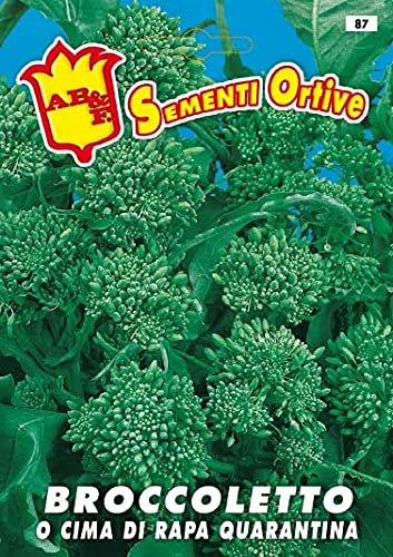 Dessus de navet, brocoli quarantaine précoce, semence en enveloppe